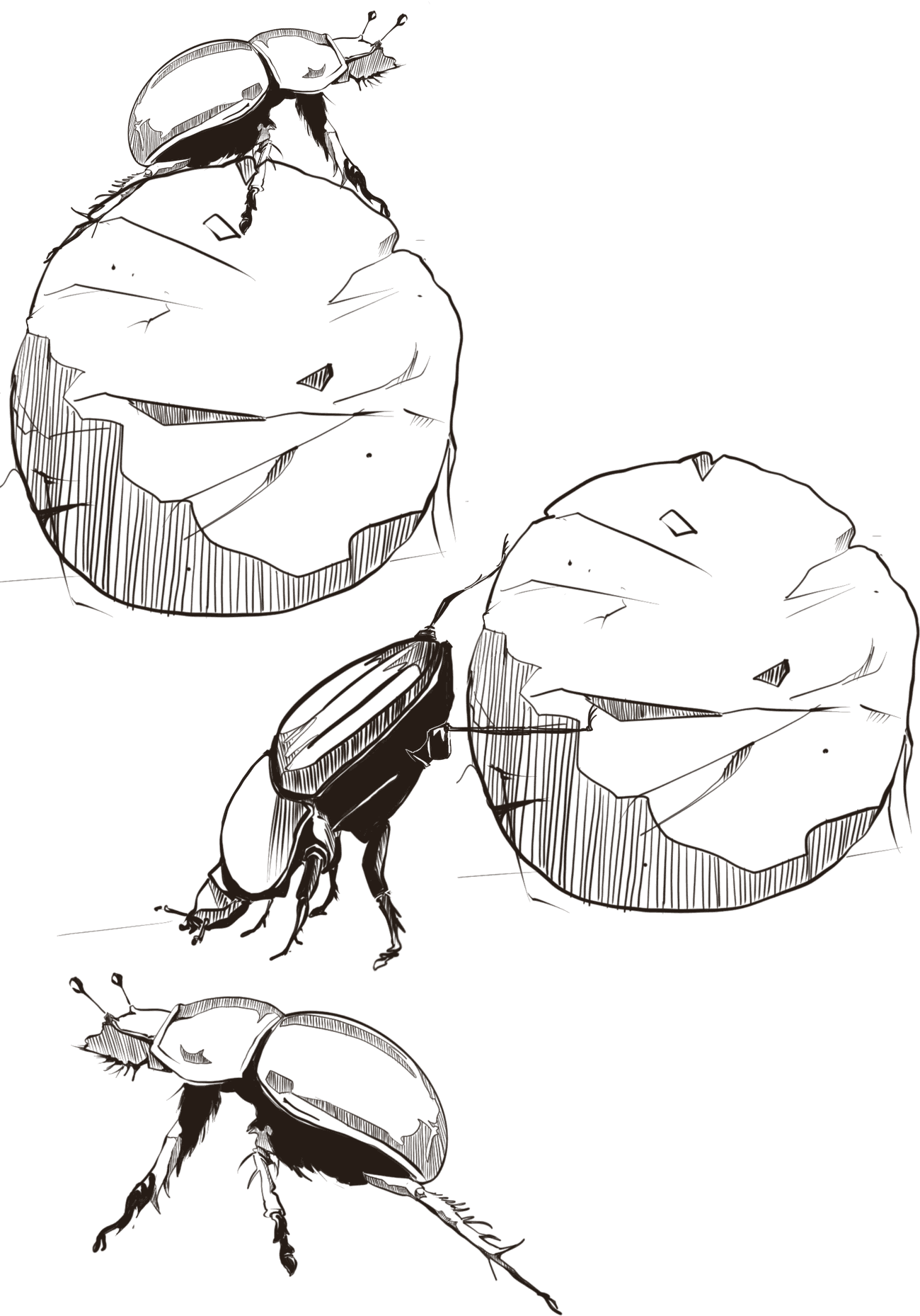 Des bousiers roulent leurs boules de bouse.