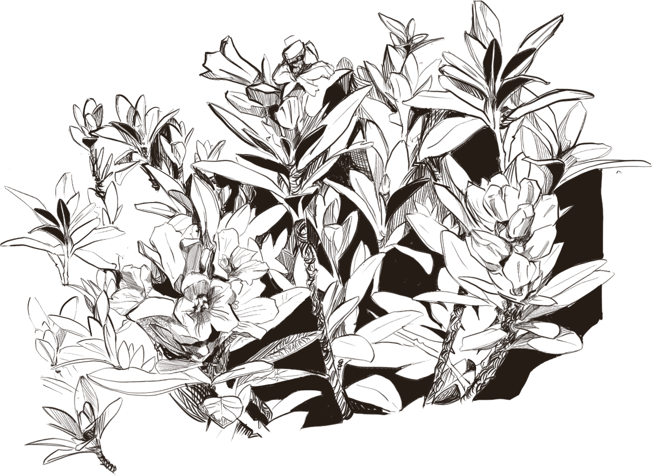 Une touffe de plantes en fleurs, dessinée à l'encre.