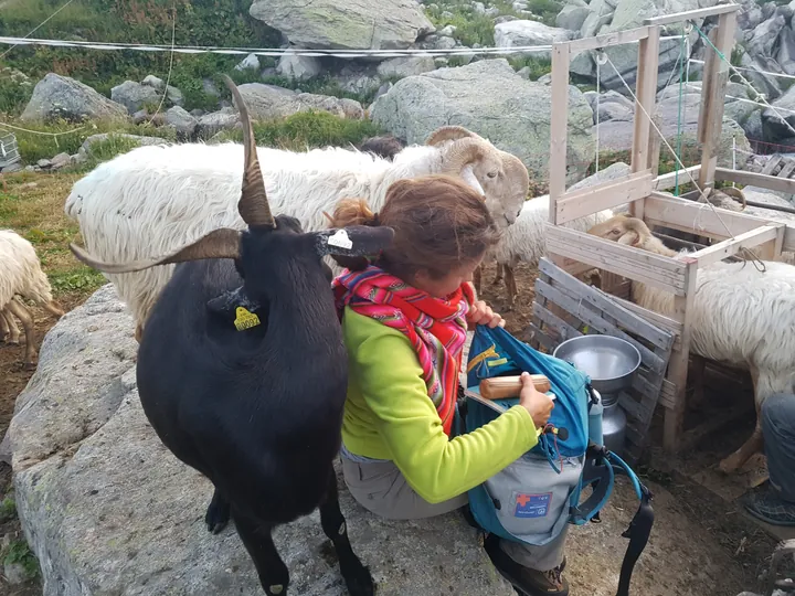 Auprès des brebis et d’une chèvre noire, chez les bergers.