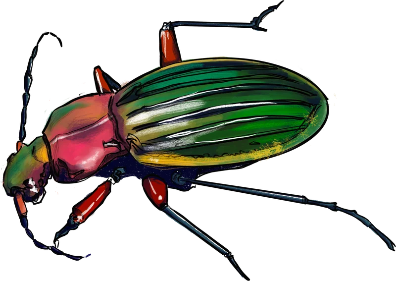 Un carabe aux reflets verts et rouges, antennes dressées.