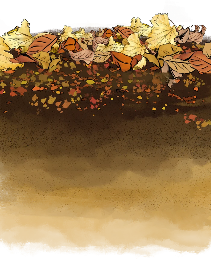 Coupe de sol à l'aquarelle : la litière de feuilles mortes, puis l'humus brun.