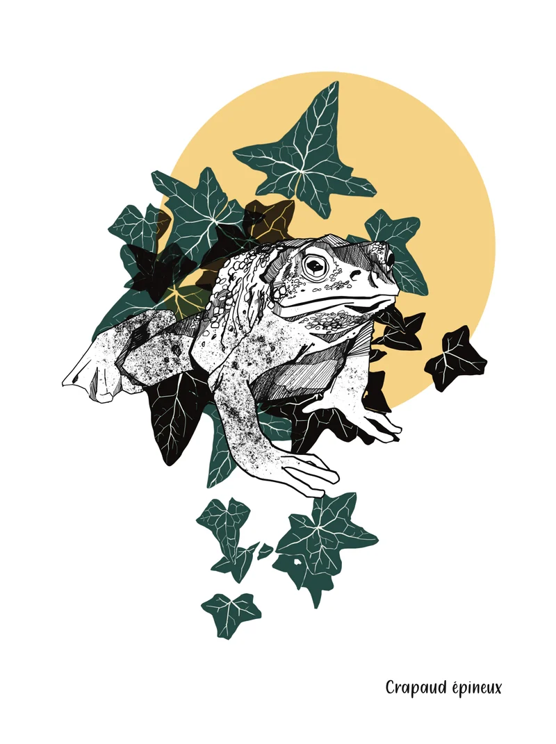 Crapaud épineux dans le lierre, devant un soleil jaune.