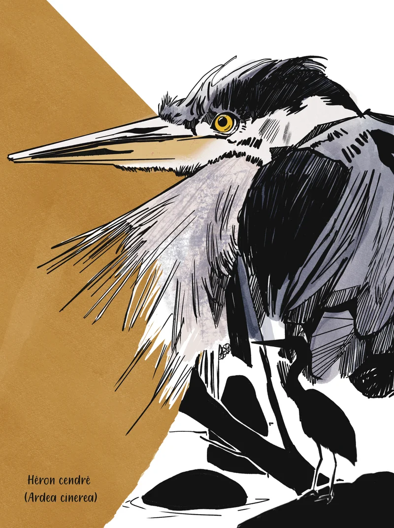 Héron cendré à l'encre, sur un aplat ocre.