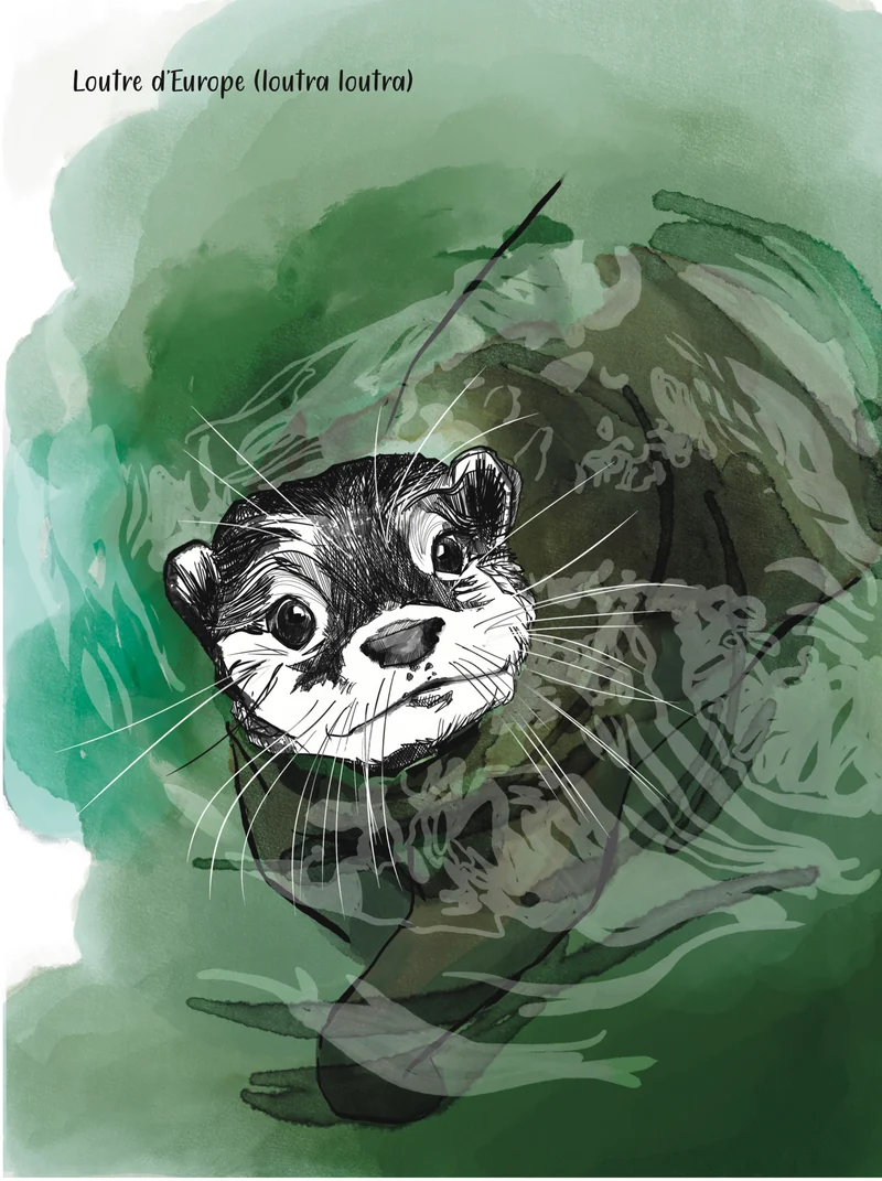 Loutre d'Europe dans une eau verte, à l'aquarelle.