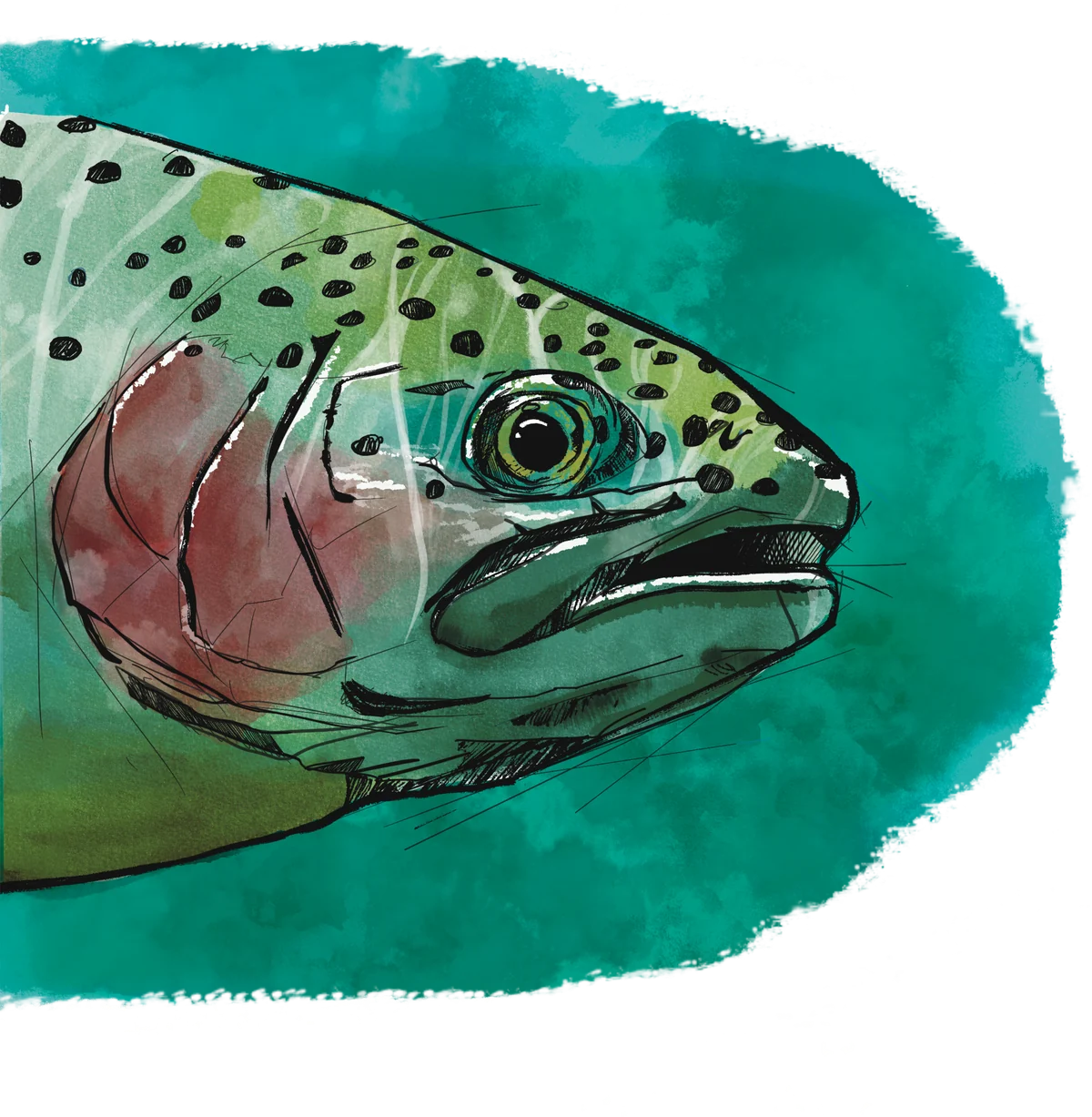 Tête de truite fario à l'aquarelle, dans une eau turquoise.